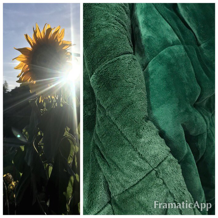 debraleighTV's tweet photo. Gorgeous autumn sunshine - nip in the air - put that to bed with #cozeehome filled #velvetthrow #1pm today with me & @JuliaRobertsTV @qvcuk - lovely weekend at #Cambridge #botanic gardens @CamBotanicComms https://t.co/J9npdhorjm
