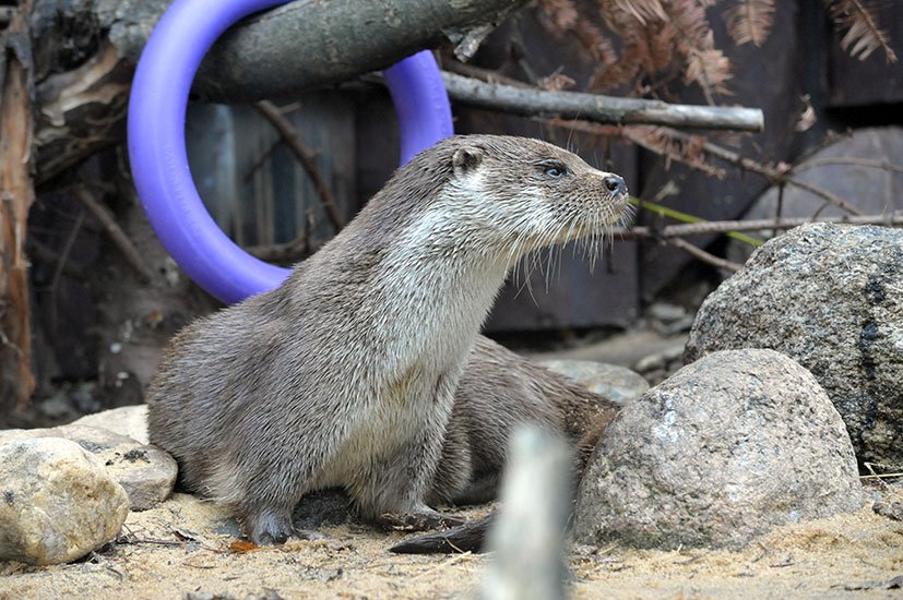 Узнать о повадках питомцев <a href="/moscowzoo/">Московский Зоопарк</a>, их предпочтениях и проделках, посмотреть, как кормят розовых пеликанов и камышовых котов можно будет завтра в специальные часы кормления:
🐾 11:00 Камышовый кот, Розовый пеликан
🐾 12:00 Мангуст 
🐾 12:30 Выдра

#защитаживотных #зоопарк #zoo
