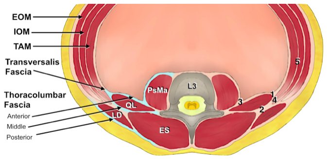 BJAJournals's tweet photo. What are the key anatomical structures of the abdominal wall, relevant to the performance of nerve blocks? #BJAEducation paper on regional anaesthesia &amp; the abdominal wall: https://t.co/3PRyNBcVsV https://t.co/x1lpenv0uT