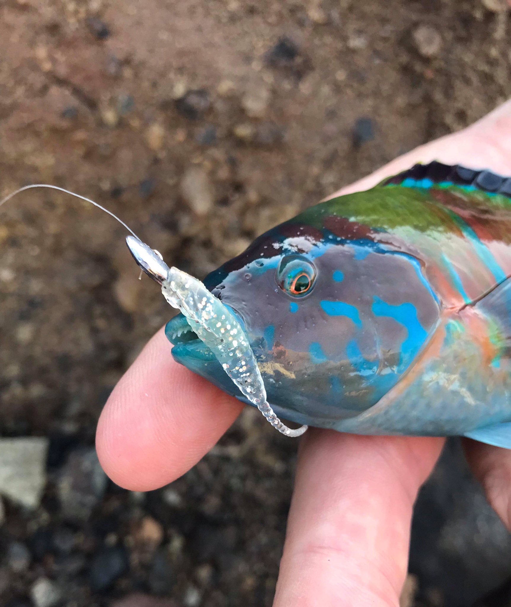Dogtooth Tuna Company on X: Ornate Wrasse caught on our Mebaru Ing LRF  lures. £1.99 a pack of 7 with free delivery! #seaangling #tenerife  #lurecaught #ornatewrasse #lrf #fishing #angling #anglingdirect  #anglingtimes #seaanglermagazine #