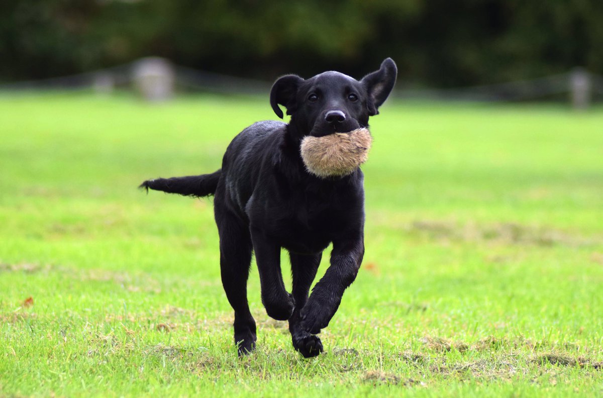 StatementPhoto1's tweet photo. Happy National Black dog day! Why a black dog? Well obviously because they are easier to clean! 🤷♀️😂 #NationalBlackDogDay #labradorretriever #rabbitball https://t.co/nfBTdNPkEh