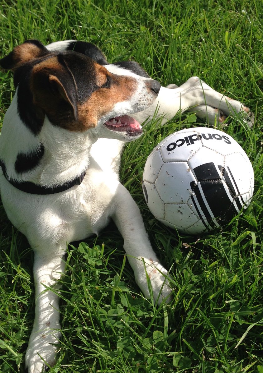 DaveJackRussell's tweet photo. Game of 5 aside anyone? Jumpers for Goalposts #DogsofTwittter #FootballingDogsofTwitter https://t.co/AMj1X4EwPe