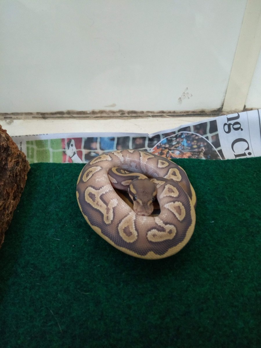 PetsLocated's tweet photo. Brown Snake/Reptile found in Brixton (SW2) on 29th September 2018 #foundsnake/reptiles #foundpets https://t.co/Fm7ZonoJZm https://t.co/E9HZL2CvsE