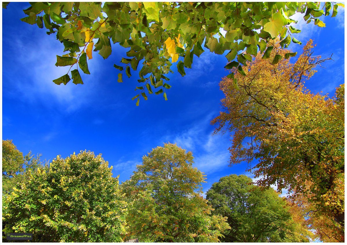 Idreamofpiepics's tweet photo. If you get chance enjoy the colours of the Groves. A great place to chill this time of year #chester #cheshire #Autumn @VisitCheshire @ChesterVisitor @CheshireLive @WeAreChester @Chester01244 @Chesterboats @BandstandCH1 @edgarhouse1 @VisitChester_ @VisitEngland @kerriegosneyTV https://t.co/D2XmVjXSDE