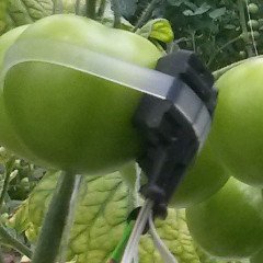 CPGbR's tweet photo. going to measure #tomato with the #FIORAMA; it is cultivar #Carousel in a #greenhouse https://t.co/ql010fATv2