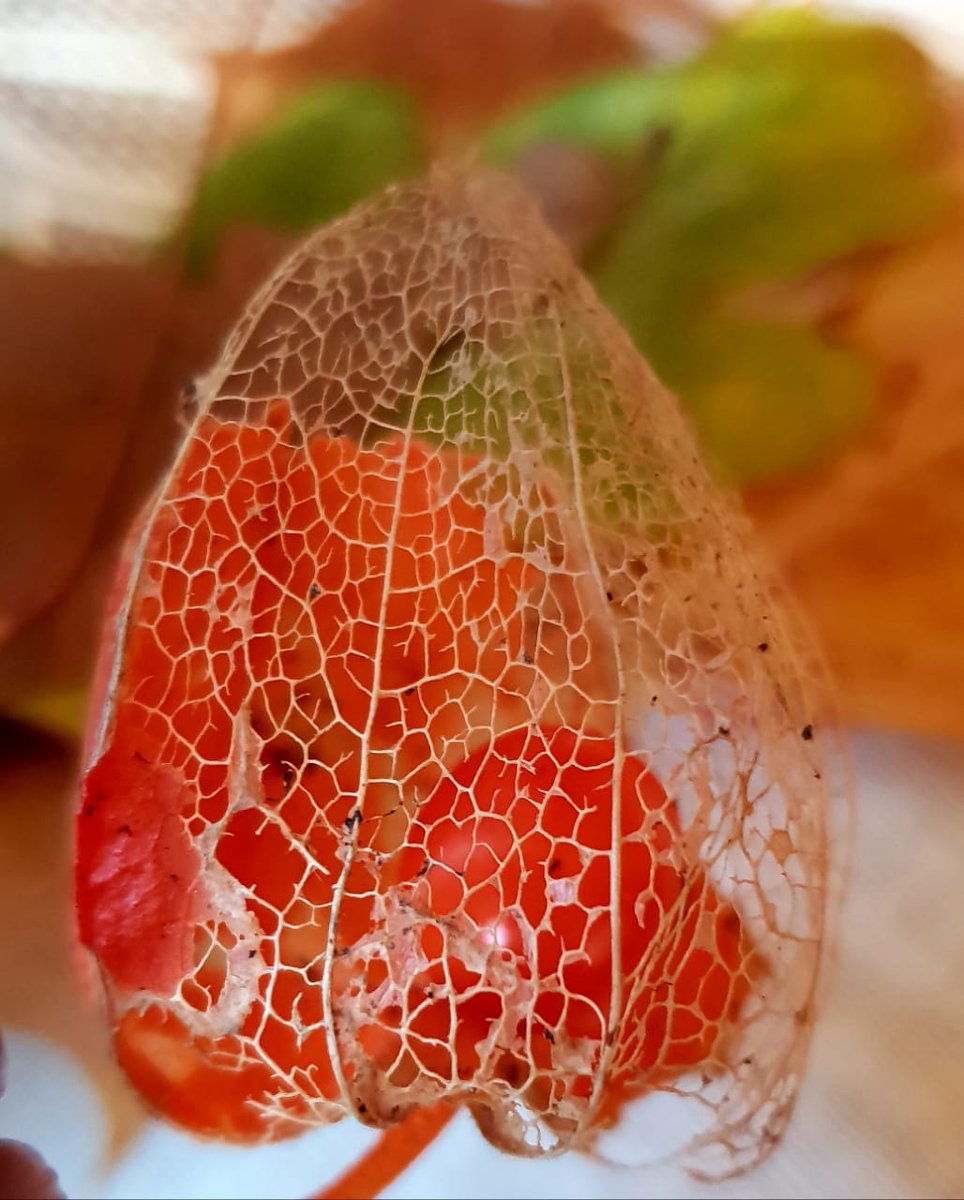 LanaToro21's tweet photo. @samiii_78 Thank you for nice wishes. Sunny October for you too dear friend! #MyMacro #photobyme https://t.co/6hhFSTJ7bV