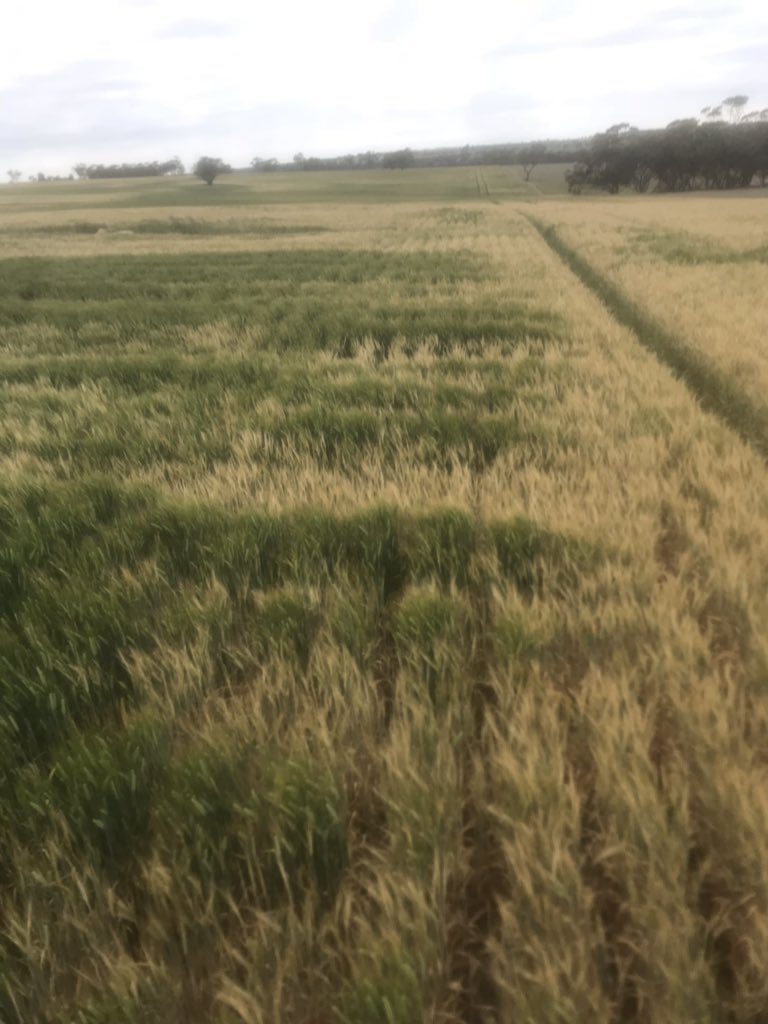 josh_pearse's tweet photo. Medium to heavy country deep rip trial. Paying off with a warm finish to the season. #hillside #deeprip https://t.co/8uQ5KoOpOY