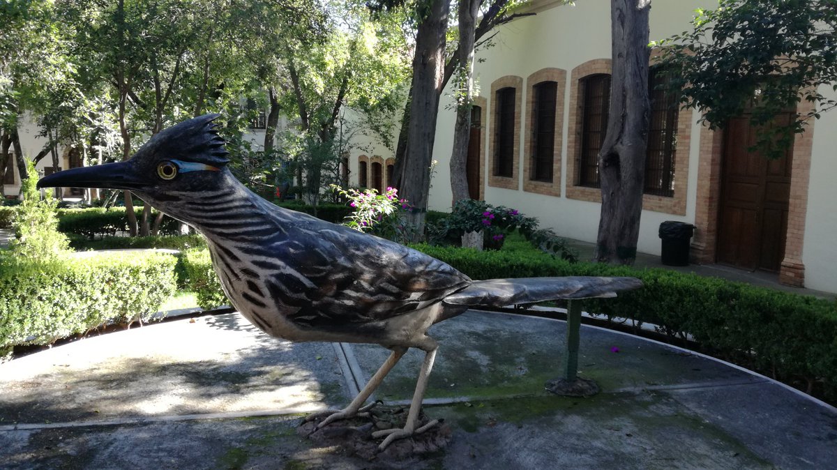 nicolettarig's tweet photo. Listos! (o casi...) #congreso #cecam #cecamxvi #cipamex #aves https://t.co/LUCnM4Mkom