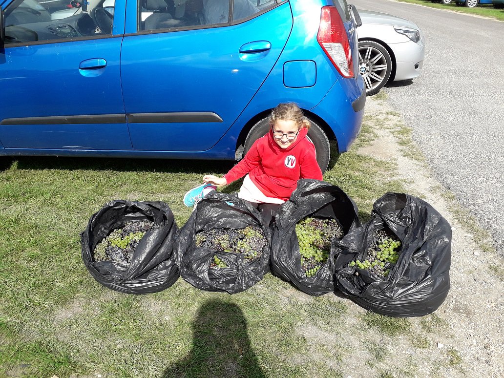 MWApeRescue's tweet photo. Henrietta visited recently and brought along a mammoth donation- look at all those grapes! Thank you so much for your support Henrietta!

If you would like to bring something for the primates when you visit, please see our donation list on the website at https://t.co/PZCWzvQchd. https://t.co/OHSieq2eNS