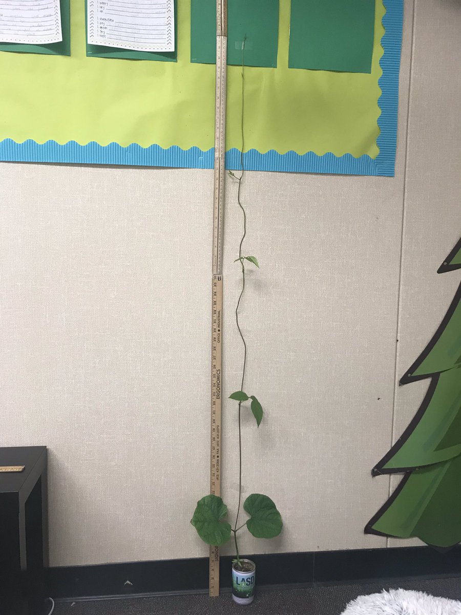 MrsGunjanTandon's tweet photo. Will Jack- the bean stalk win the tallest stem 🤔?? “I have grown 60.5 inches till 9/30 night” #growLASD @GardnerGrizzly https://t.co/QKgci60hGk