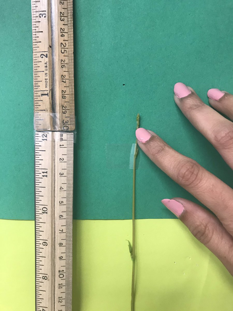 MrsGunjanTandon's tweet photo. Will Jack- the bean stalk win the tallest stem 🤔?? “I have grown 60.5 inches till 9/30 night” #growLASD @GardnerGrizzly https://t.co/QKgci60hGk