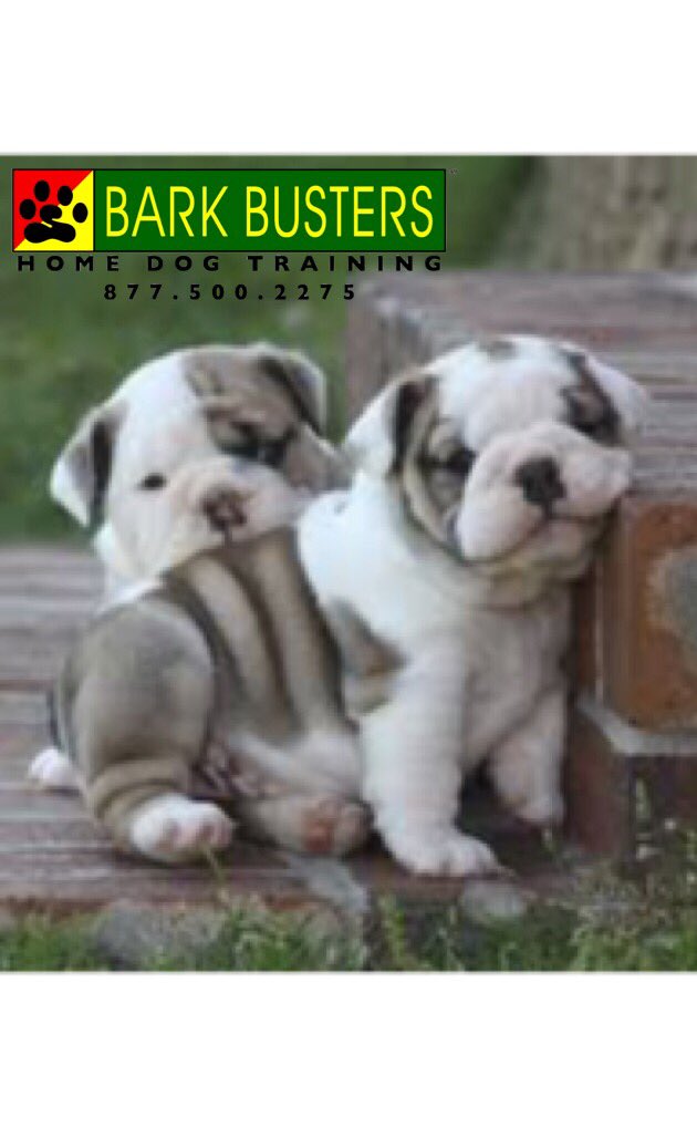 BarkBustersGA's tweet photo. If you have a #puppy what can you realistically expect before your #dog is a year old 🐾 https://t.co/8nUU3iEJkp 🐾 #BarkDC #dogtrainingdc #DCdogtraining #dogtraining #DMV #WashingtonDC #BethesdaMD #SOMD #puppytraining #bulldogs #bulldoglove #bulldog #BarkBustersofWashingtonDC https://t.co/i19T26zF1G