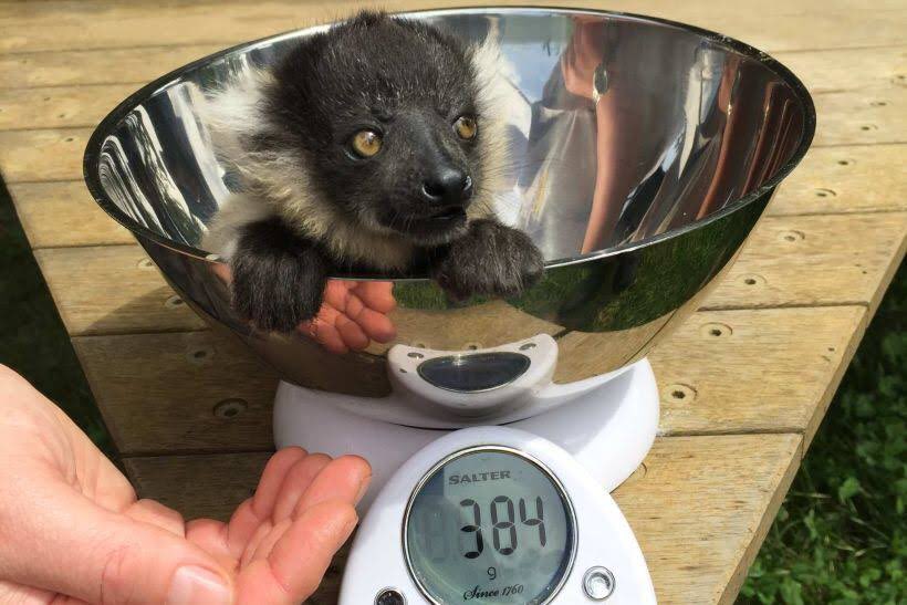 Here’s how you weigh a baby lemur. (:  @national_zoo)