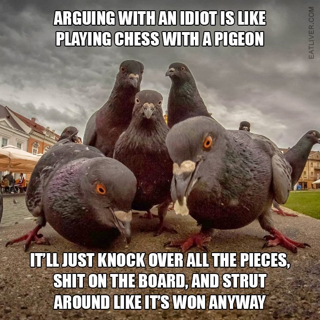 EliKaplan3's tweet photo. @qamata1 Arguing with an idiot is like playing chess with a pigeon https://t.co/y8up0aBURE