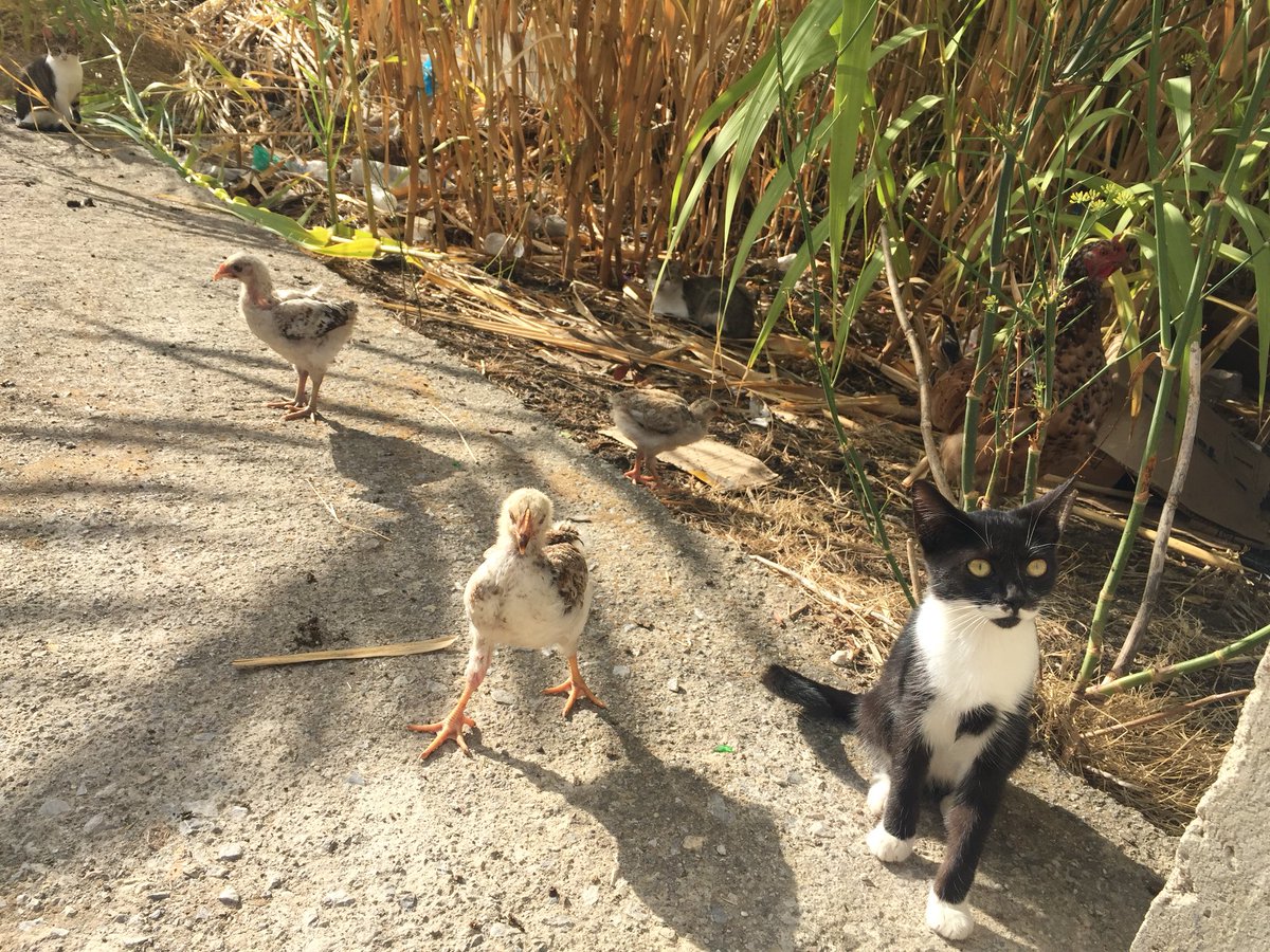 Genussgier's tweet photo. Aber die vielen Katzen zu beobachten, hat mir besser gefallen, die waren niedlicher. Außerdem habe ich endlich meine Oliven-Marmelade gefunden, das hat mich sehr gefreut. Hoffentlich habe ich eine gute erwischt, die schmeckt.
Jetzt muss ich aber essen gehen. Bussi. #kos18 https://t.co/eZACstIMIB