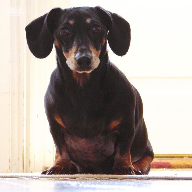 ollieandpenny's tweet photo. Did someone say TREATS? 👀🤗🐶💙 Hello Monday! Hope you're all well! Join us later to annouce our new bandana design!! 🐾🙂
.
#mondayblues #mondaymonday #newbandana #irishdogsofinstagram #dublindogs #dachshund #sausagearmy #dogs #ollieandpenny https://t.co/84nuPidTuz