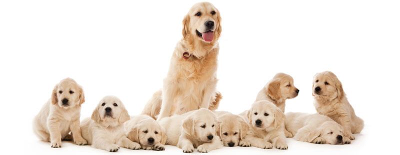What to feed a pregnant dog | Dogs First buff.ly/2zIyErm
Read our blog on buff.ly/2OpdI0F
