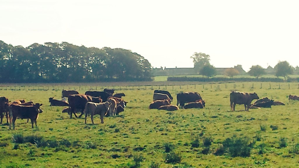 snapperchatta's tweet photo. The local cows escaped as their feed was delivered earlier! The farmer raced up the field in his truck and drove them back on foot. The sheep? Completely oblivious. My phone images are poor - I kept my distance! #EscapingCows #Nature #YorkshireUK https://t.co/PZnUH136Oc