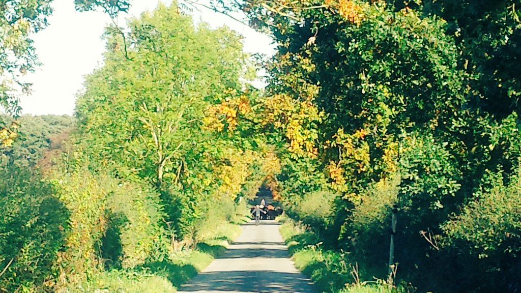 snapperchatta's tweet photo. The local cows escaped as their feed was delivered earlier! The farmer raced up the field in his truck and drove them back on foot. The sheep? Completely oblivious. My phone images are poor - I kept my distance! #EscapingCows #Nature #YorkshireUK https://t.co/PZnUH136Oc