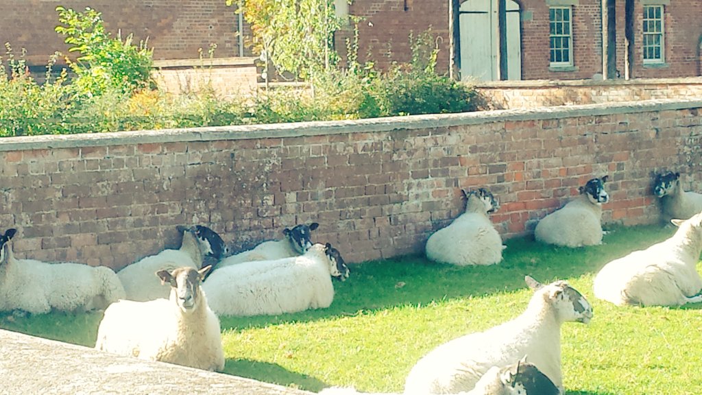 snapperchatta's tweet photo. The local cows escaped as their feed was delivered earlier! The farmer raced up the field in his truck and drove them back on foot. The sheep? Completely oblivious. My phone images are poor - I kept my distance! #EscapingCows #Nature #YorkshireUK https://t.co/PZnUH136Oc