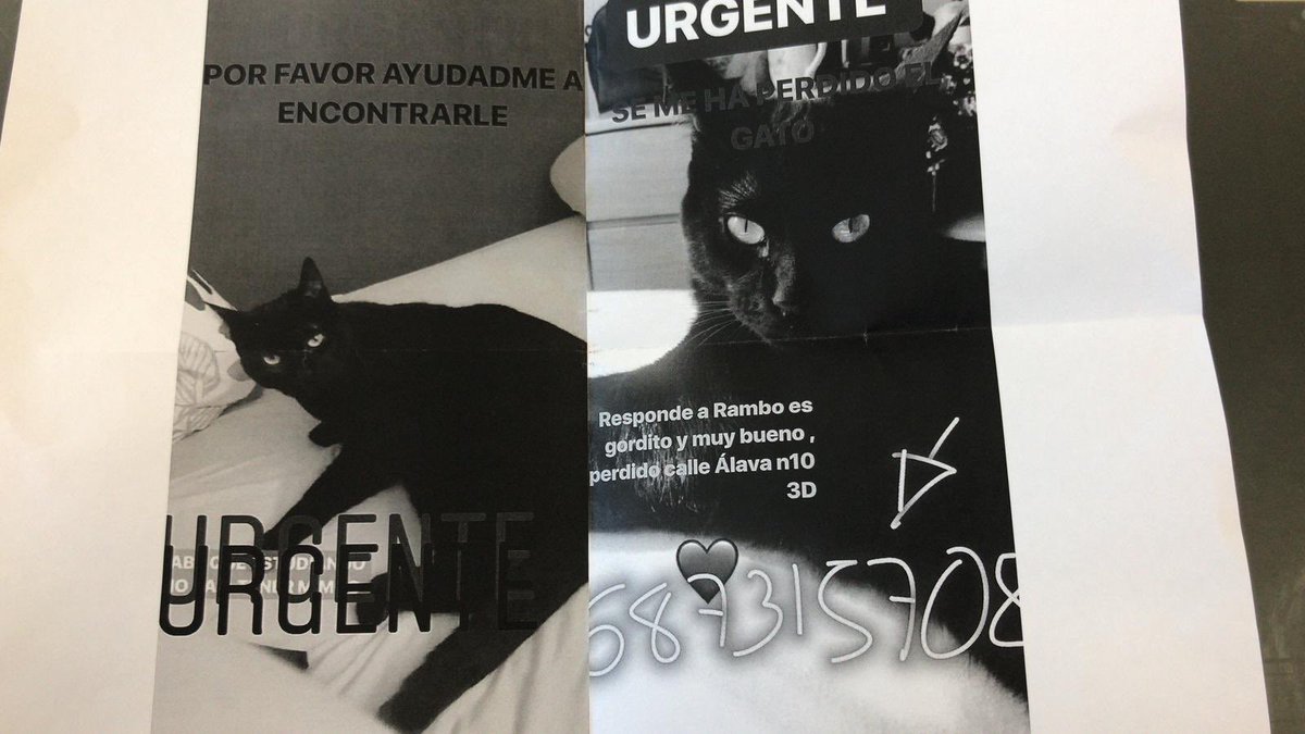 CocoferFelina's tweet photo. Urgente perdido en San Fernando de Henares por favor llamar al teléfono 687315708
El gato atiende al nombre de Rambo https://t.co/F1ArGDRIKz