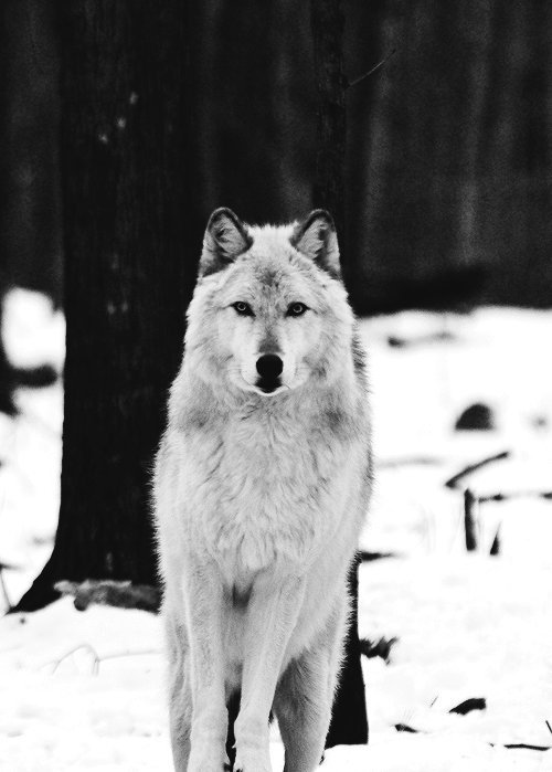 LoboDeAndunie's tweet photo. Tantas formas que tiene la zona de confort, así que sean perspicaces, la vida no espera. Buen día y buena semana. #wolfpath https://t.co/j4i4G1GYFO