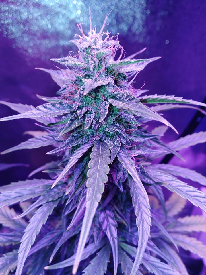 Wow_Shenanigans's tweet photo. A peek at the other girls brewing #BlackStone #WhiteWidow #Nashira and #BlackberryGum Can't wait to dive these ladies! #IAmCannabis #CannabisCommunity #growyourown #sronerfam #CannabisMedicinal #weed #pot #devilslettuces https://t.co/yc061I4jKT