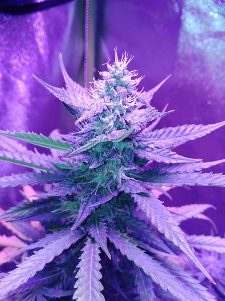 Wow_Shenanigans's tweet photo. A peek at the other girls brewing #BlackStone #WhiteWidow #Nashira and #BlackberryGum Can't wait to dive these ladies! #IAmCannabis #CannabisCommunity #growyourown #sronerfam #CannabisMedicinal #weed #pot #devilslettuces https://t.co/yc061I4jKT