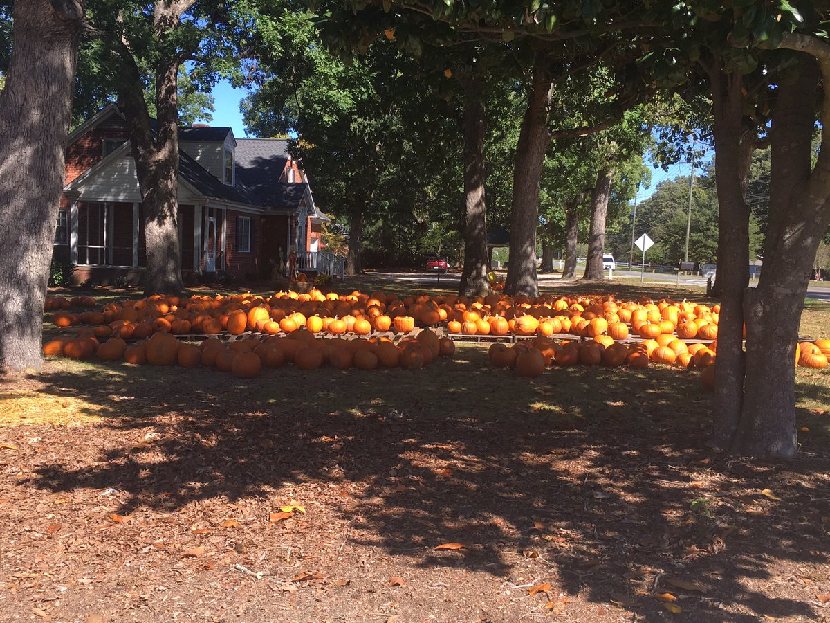 MariKClark's tweet photo. Hunting through a pumpkin patch...yeah feels like fall to me! #fallfeels #MSLFall18 https://t.co/qhyLNkjQHf