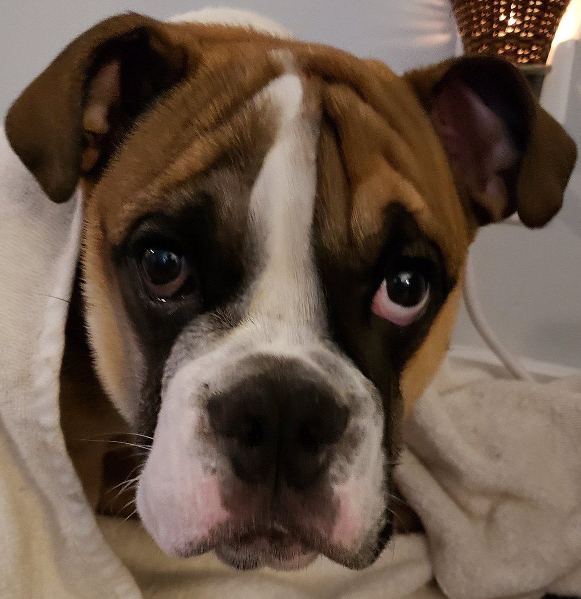 TheBestofBogie's tweet image. Dear Monday: I think we should go our separate ways. It&apos;s not you, it&apos;s me. I can&apos;t stop thinking about the love of my life Sunday. Fresh out of a committed relationship. ☹😢 #IJustCant #AlreadyCommitted