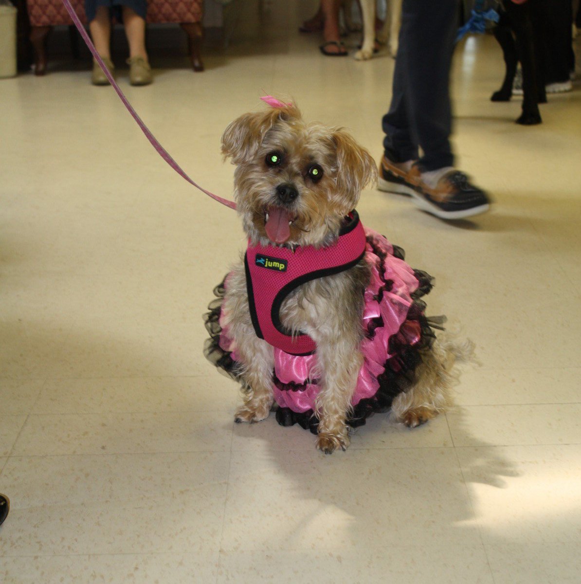 Jarlette's tweet photo. Pups on parade was the name of the game at #LeacockCareCentre! Hosting their first annual "Mutt Strut" in an effort to raise funds for the local @OrilliaSPCA, Residents reveled in the company of local four-legged friends, and raised $150 for the community organization! https://t.co/Yb6zbWYFas