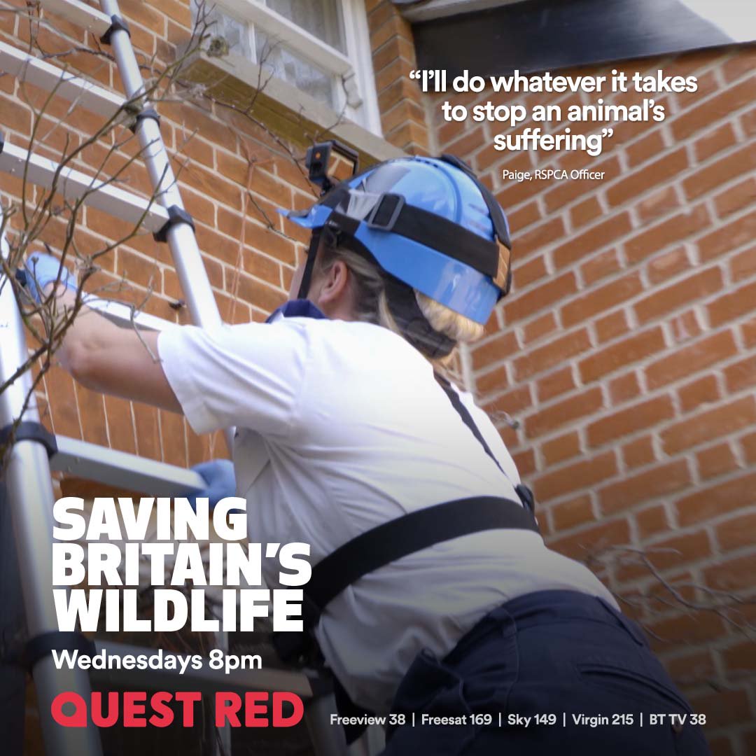 SaveWildlifeTV's tweet photo. Going the extra yard πͺπͺπͺπ΅οΈββοΈπ΅οΈββοΈ for wildlife @RSPCA_official Officer Paige. How's your week going?
Catch up with @QuestRedtv Saving Britain's Wildlife NOW https://t.co/bORdcwer5I
#savebritwild #wildlife https://t.co/8Ej6MeKUMf