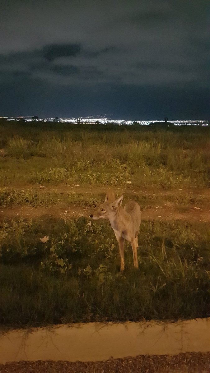 Mty_Leones's tweet photo. QUE falta para desarrollar una Reserva Ecologica en Cumbres ??@AdrianDeLaGarza @JaimeRdzNL @SemarnatNL @SEMARNAT_mx @SustentableNL #garcia @nuevoleon https://t.co/IdvF3cv7Lv