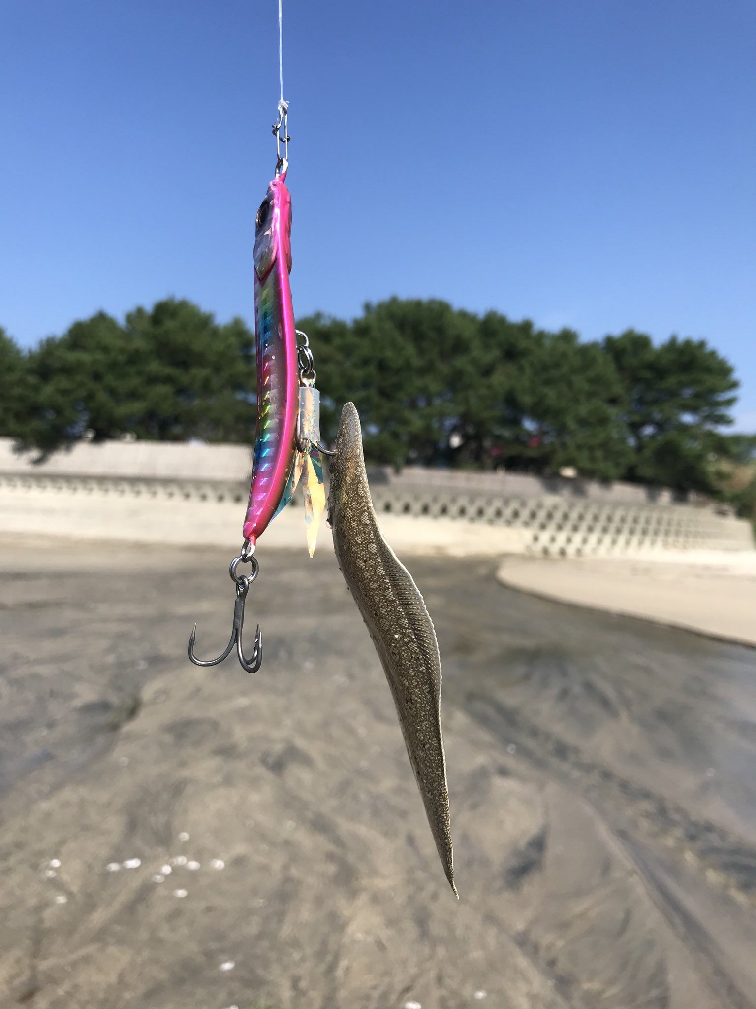 あたしのジョー ヒラメ狙いだったけど 釣れたのベロのほう笑 それにしても 同じ大きさのルアーにかかるとは カットバッカーがすごいのか Jackall ジャッカル Brs Brss106mh カットバッカー T Co Id4dypv62o Twitter