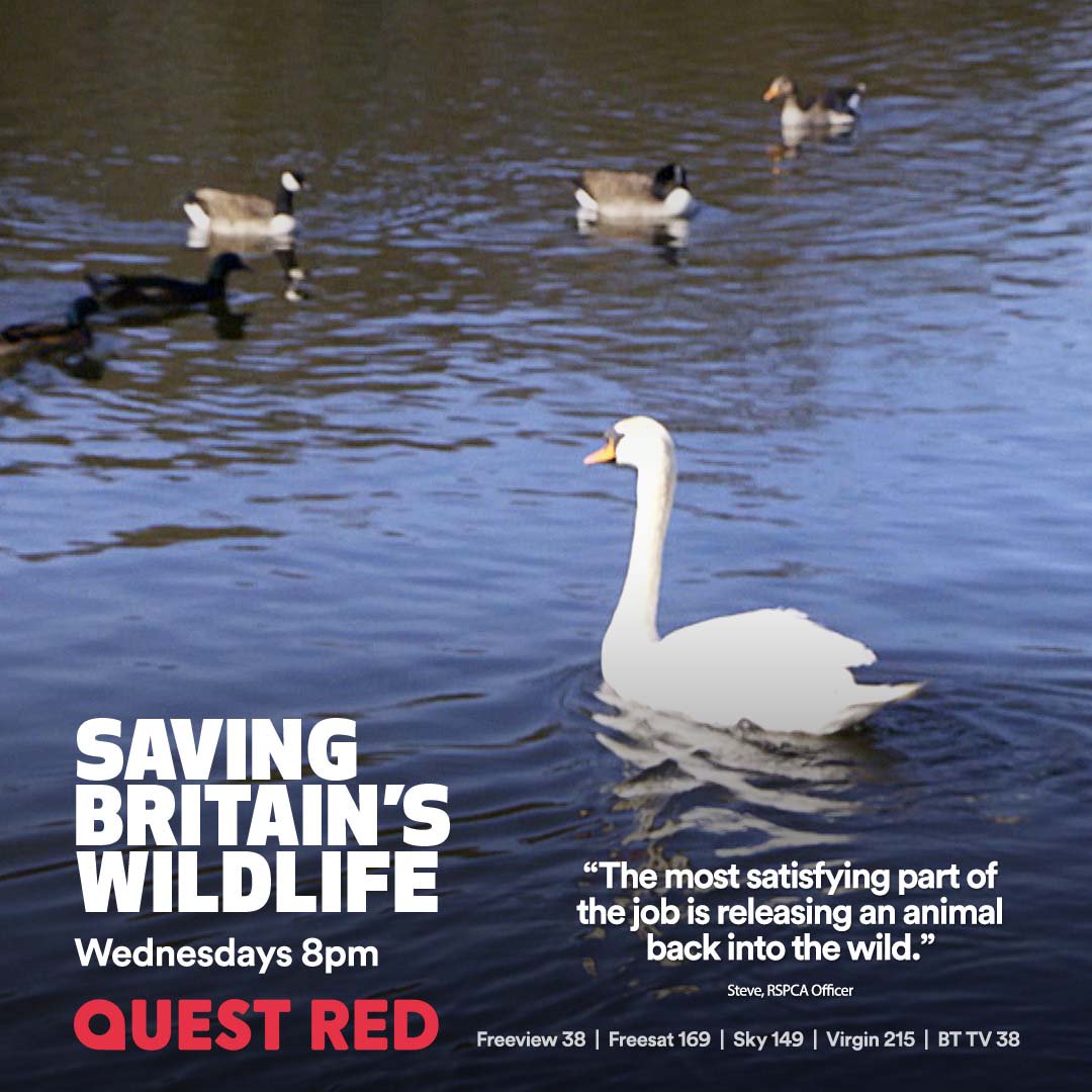 Saving Britain S Wildlife Savewildlifetv Twitter