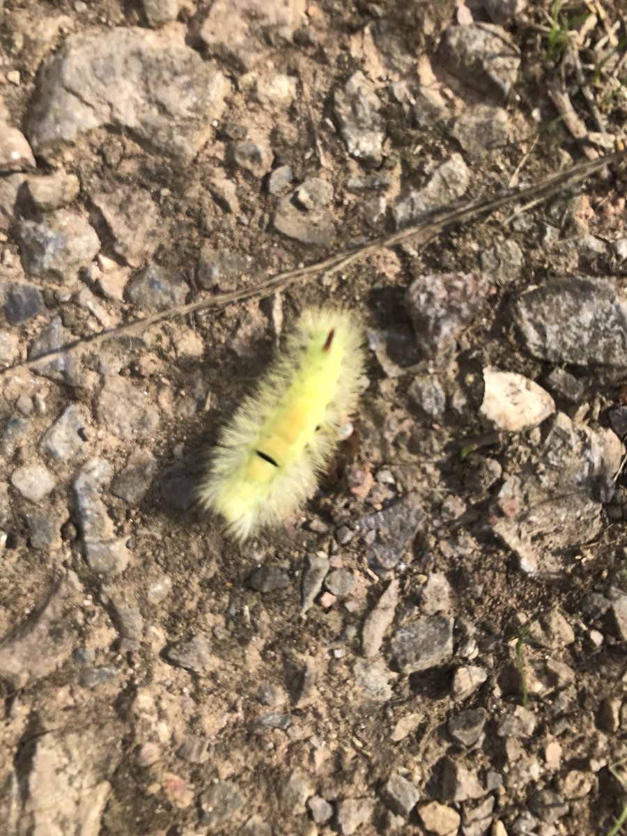 Bray Allotments tweet media