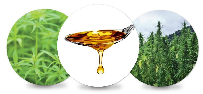 20AgainWorld's tweet photo. Get all the benefits from #CBD_Oil. Make sure you're buying the #all_natural and #pure CBD Oil. #20Again $IZE #NWM
Grab the best at: https://t.co/P1y9lwFAXC https://t.co/slXFkENjqc