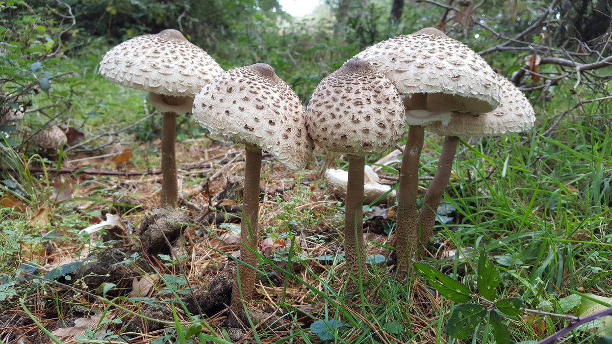 A few rather attractive #fungi finds during our #autumn walk in #HornerWood, #Exmoor this morning. 💚🍄🍂
#365DaysWild #staywild #autumnwatch @nationaltrust @Team4Nature @ExmoorNP @FantasticFungi