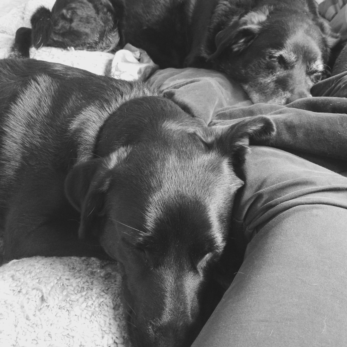 the imorph dogs, Buzz and Pancake actively celebrating #NationalBlackDogDay #BlackDogDay #rescuedog #SleepingDogs 🎉 💤