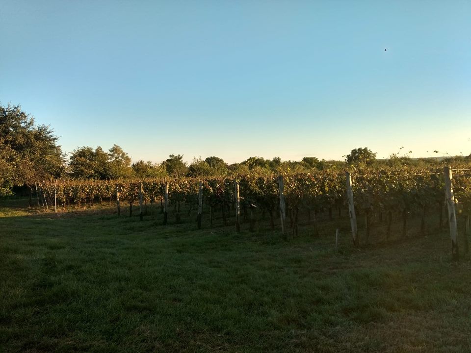wine_mackas's tweet photo. Ochutnaj vínečko na Mačkáši https://t.co/OmR2Dm9ELX #mackas #vino #vinko #vinecko #invinoveritas #oslavy #stretavky #firemneoslavy #rodinneoslavy @retroturistika @KosiceTurizmus @OslavyZdarma @slovakianature1 https://t.co/lIq7knZgdb