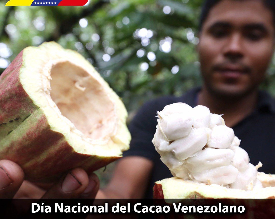 ASLBarinas's tweet photo. ¡Celebramos el Día Nacional del Cacao! Decretado por nuestro Comandante Chávez en el año 2011 como rubro estratégico de la Patria. Mis felicitaciones a las y los productores artesanales e industriales que trabajan para potenciar y posicionar el mejor cacao del mundo. https://t.co/pcPbrtWeHP