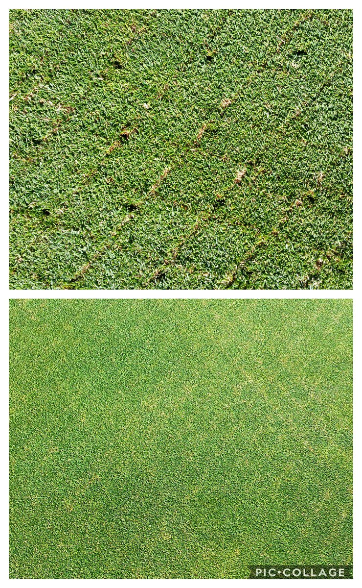 DunstableGolf's tweet photo. A week since we scarified x2 directions & solid tined. Recovering fast due to good aftercare & good granular fertiliser from @HeadlandAmenity #golfcourse #greenkeeper #renovations #thatchcontrol #downland #dunstabledownsgc https://t.co/D2PQhVrxBg