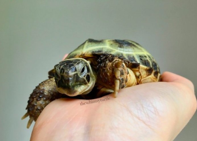 Turtles! (@turtlecentral) on Twitter photo 