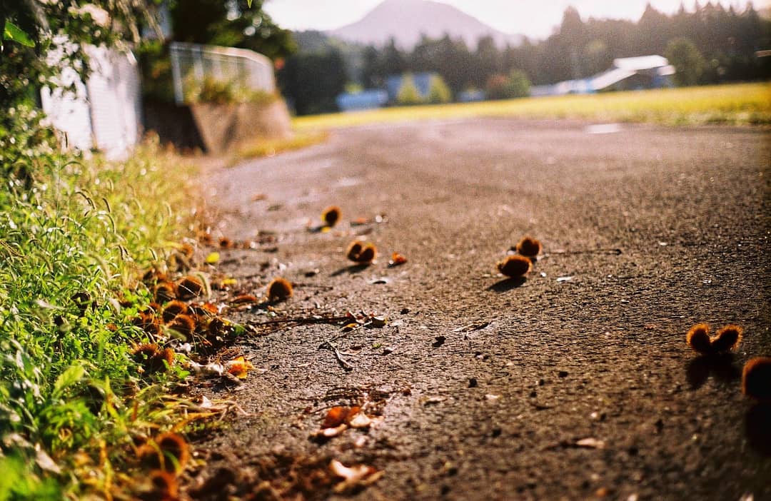 nazu_penpen's tweet photo. 大館の秋が最高すぎました。
#大館市 #秋田県 #秋田県大館市 #photography #filmphotogrh #ファインダー越しの私の世界 #フィルム写真 #odateframstay #odate #キリトリセカイ #フィルムカメラ #フィルム好きな人と繋がりたい #artgraph #本当は誰にも教えたくない秋田 #農村カメラガールズ https://t.co/GqSPVeVzvF