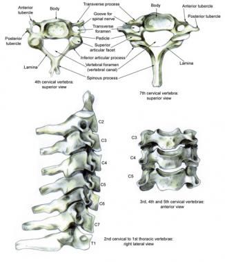 Rad_Bits's tweet photo. Medscape cervical spine anatomy
https://t.co/5zeSbXRiJu
#radiology #kku_med #uqumed #UQUMed35 #bu_medicine #radres #medicnina #radiologie @medicine_bu @guide1_me @OneMedZone @educaring_sa #med15 #med16 #med17 #fSMLE #USMLE1 #USMLE2 #OrthopedicSurgery #radiologycase https://t.co/u12q89Zd7l