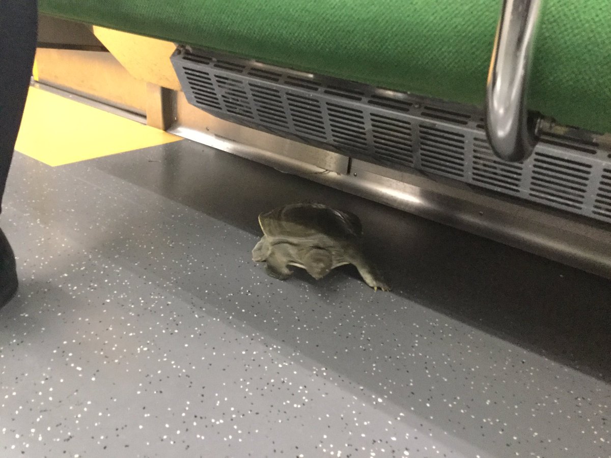 都営新宿線の電車内にまさかのスッポン出現 目撃者からの報告相次ぐ え えー シュールすぎ Togetter 都営新宿線の電車内にまさかのスッポン出現 目撃者からの報告相次ぐ え えー シュールすぎ Togetter