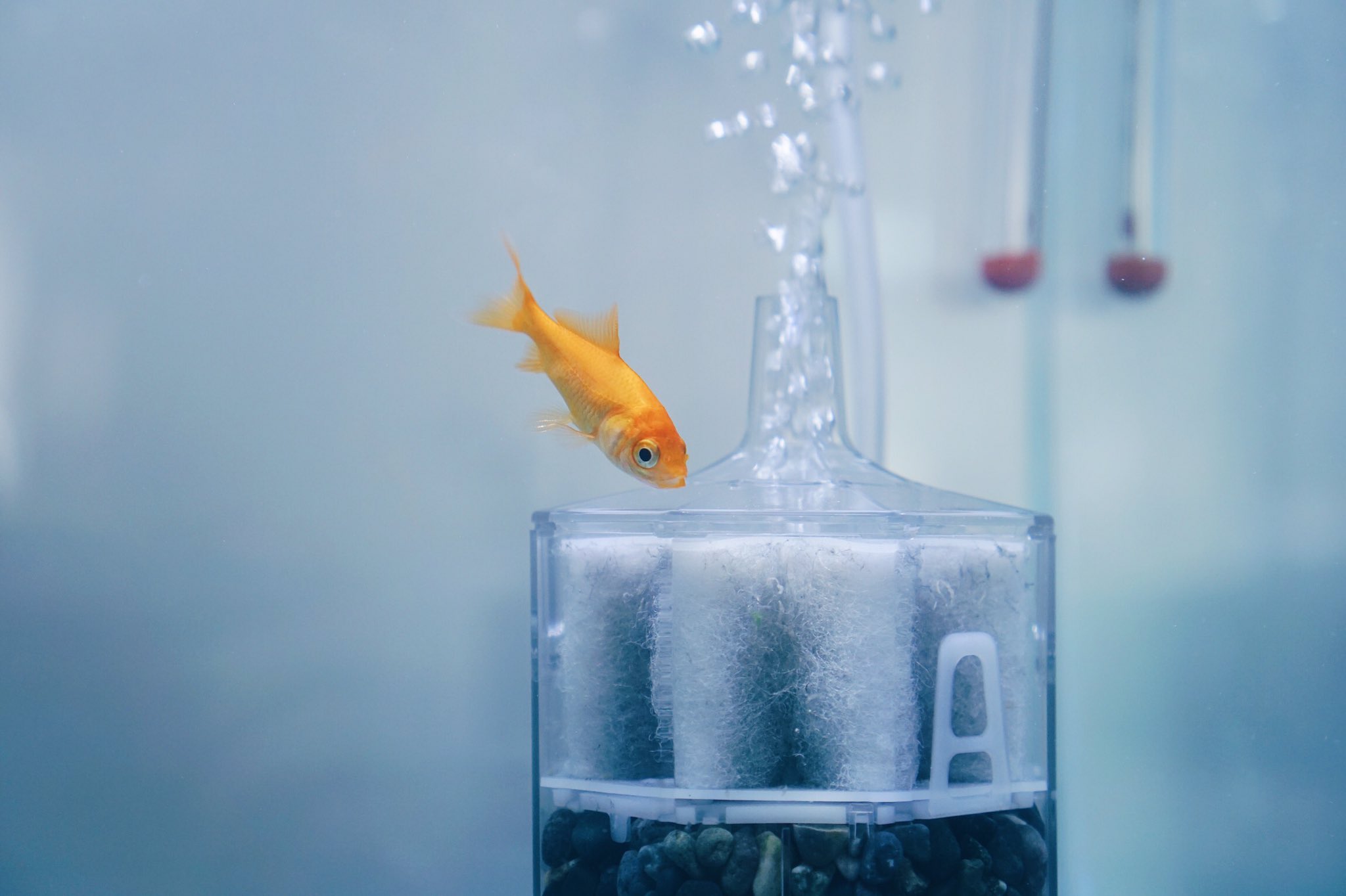 تويتر こりのろっさ 金魚生活 على تويتر 今日の金魚 水作をパクパクするアカリちゃんです T Co M3atjcome6