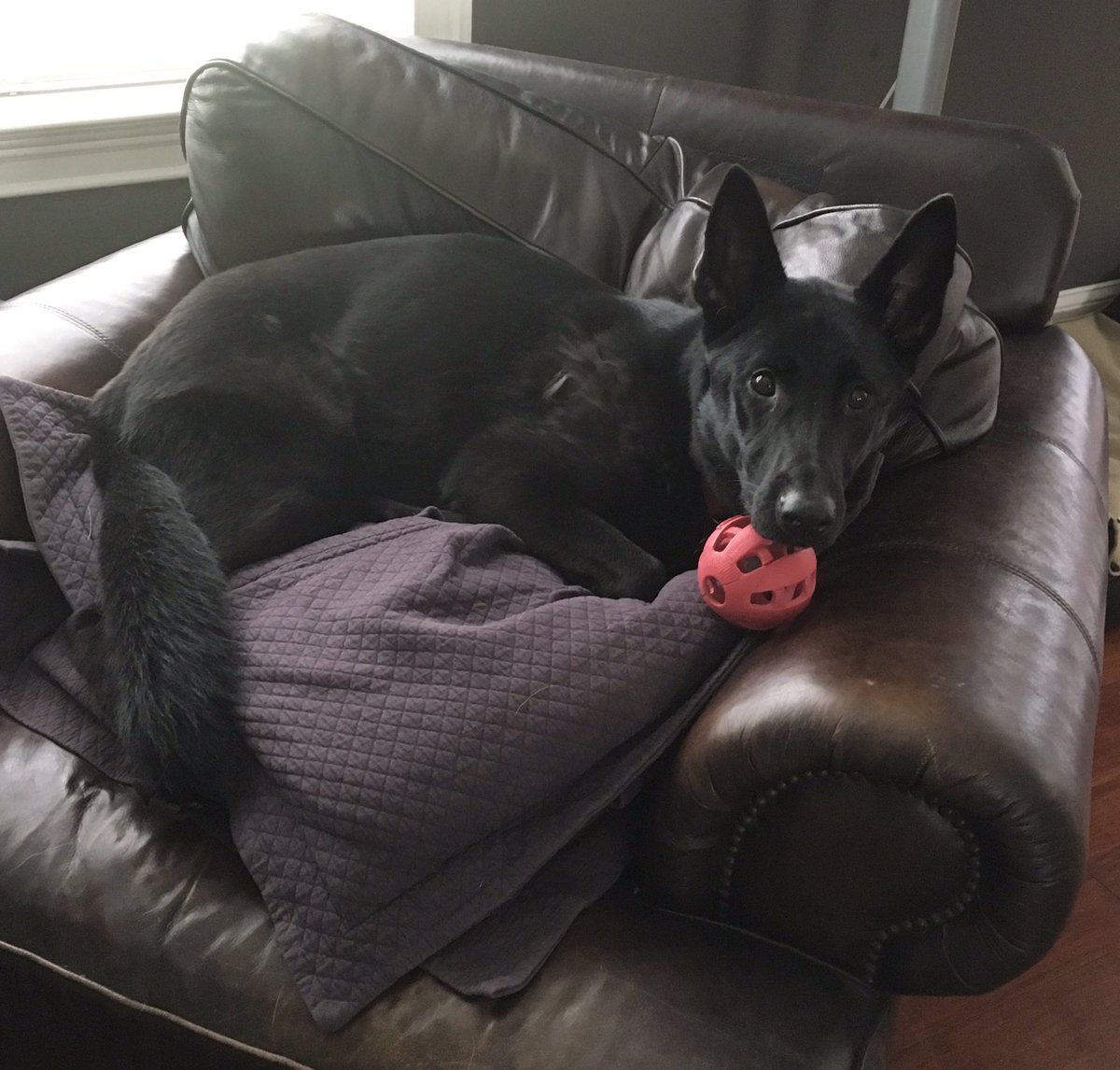 Kari Donovan tweet media