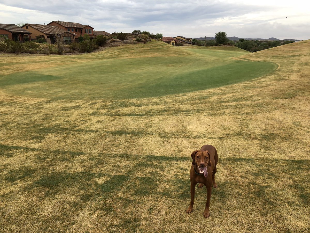 o_hitch29's tweet photo. Spot the PGR skips π€β³οΈπΎ #sprayerskips #humanerror #overseed2018 #dogsofturf #golfcoursedog #turfproblems https://t.co/jME1bKybTE