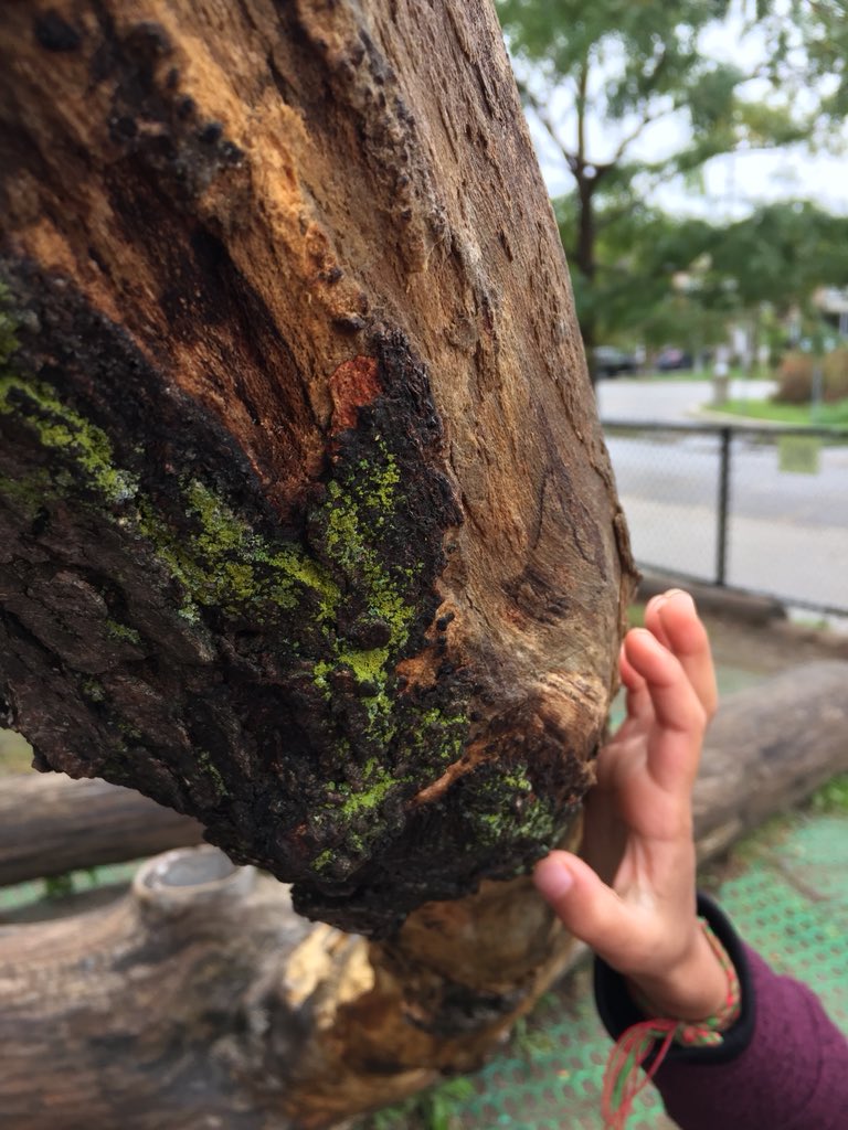 wonder_inquiry's tweet photo. “This looks like frog camouflage”
#kindergarten #outdoorlearning #sidewaystree @bienenstock https://t.co/F5l02qeKM0